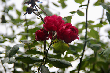Red roses on a rose tree surrounded by green leaves