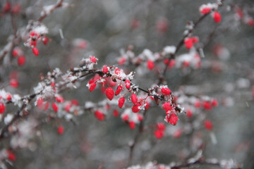 red berries on a tree with snowflakes on them on a snowy winters day grey background