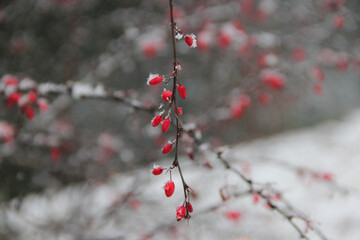 red berries on a tree with snowflakes on them on a snowy winters day