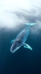 Naklejka premium Majestic Humpback Whale Swimming in Tranquil Waters