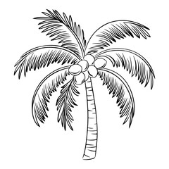 Palm Tree Line Art Drawing - Vector Illustration