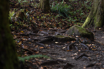 福島県矢祭町　滝川渓谷の登山道