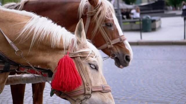 Two Brown Horses Stand in a Team Harnessed to a Cart on a City Street. Excursion or horse-drawn carriage. Close-up, horses chewing. Working horses, animals. Blurred background. Tourism business.