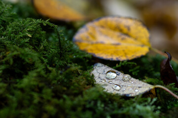 苔の上に落ちた紅葉と朝露
