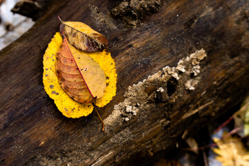 倒木に重なり落ちた黄色い落ち葉
