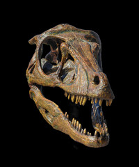  A dinosaur skull 