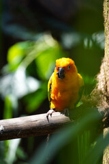 Yellow parrot on a branch. Sun conure enjoying the time on a summer day with green background.