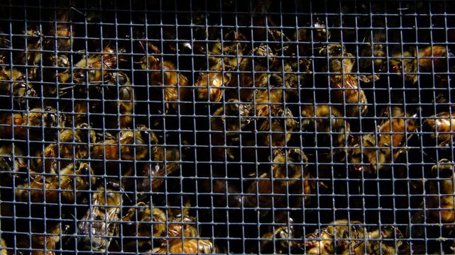 Extreme close up and slow motion of lot of honey bees confinement in the box alongside queen before being released into new beehive