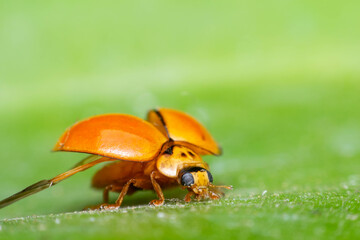 Macro of bug insect (Ladybug) orange and dot black color close up on the green leaf or leave in nature
