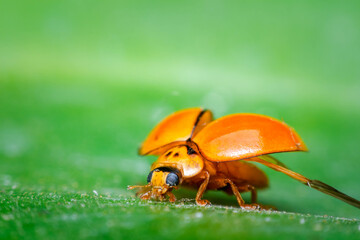 Macro of bug insect (Ladybug) orange and dot black color close up on the green leaf or leave in nature