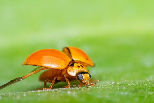 Macro of bug insect (Ladybug) orange and dot black color close up on the green leaf or leave in nature