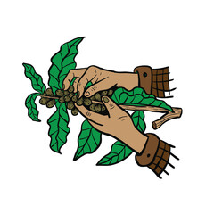 farmer picking bean coffee illustration 
