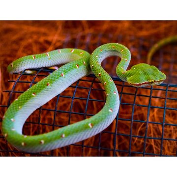 Green viper species Tropidoleamus waglerii