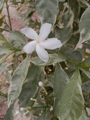 tabernaemontana divaricata flower pattern or Pinwheel flower pattern in the garden 