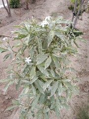 tabernaemontana divaricata flower pattern or Pinwheel flower pattern in the garden 