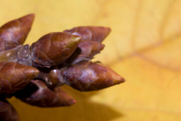 Cherry blossom bud in autumn macro horizontal with yellow background