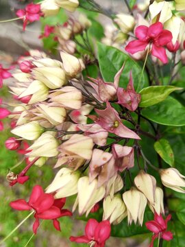 pink and white flowers blooming fresh