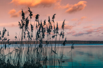 Common reeds flourishing on the shore of rybnik lake in poland. Under a colorful sunset sky with...