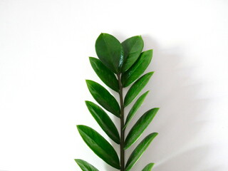 leaves of the zamioculcas zamiifolia plant on a white table with an object in the middle