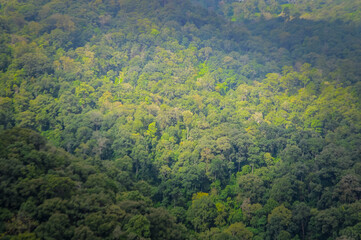view of nature and tree in Northern Thailand,South East Asia