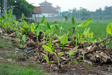 Banana seedlings grow on burned land