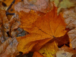 autumn maple leaves