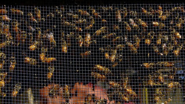 Slow motion and close up of lot of honey bees confinement in the box alongside queen before being released into new beehive