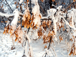 brown maple seeds on a branch covered with snow