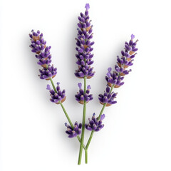 Obraz premium Lavender flowers with vibrant purple spikes, showcasing their beauty and fragrance. Perfect for adding touch of nature to any design or decor