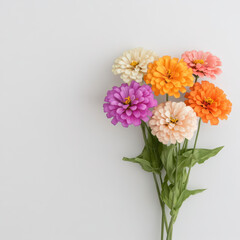 Obraz premium Vibrant zinnia flowers in various colors, showcasing their beauty and charm. Perfect for adding cheerful touch to any space