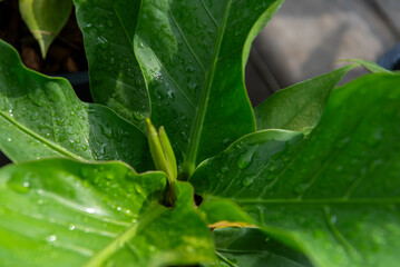 Greenery background, green color of nature plant and leaf environment greenery concept