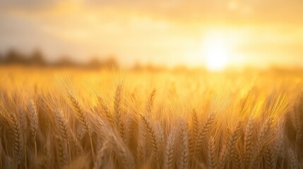 Naklejka premium Golden Wheat Field at Sunset Serene Landscape Photography for Harvest, Agriculture, and Nature Themes