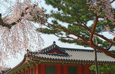 Fototapeta premium cherry blossom palace garden