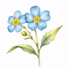 Fototapeta premium Watercolor Forget Me Nots Delicate Blue Flowers Botanical Illustration Spring Bloom Floral Design