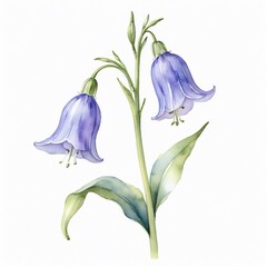 Watercolor Painting of Purple Bellflowers Botanical Illustration Floral Design