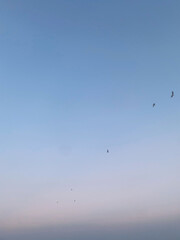 flock of seagulls