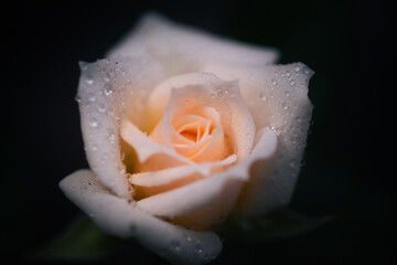 Beautiful rosebud with droplets