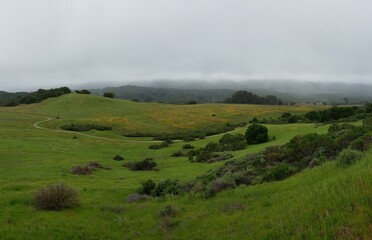 Obraz premium Foggy Hillside with Wildflower Fields