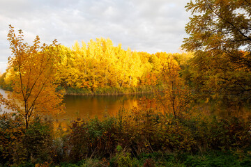 autumn landscape with trees