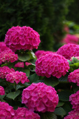 Vibrant pink hydrangeas bloom in a lush garden during late spring afternoon light