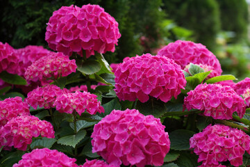 Fototapeta premium Bright pink hydrangea flowers blooming in a lush garden during summer
