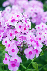 Vibrant phlox flowers in full bloom surrounding green foliage during sunny daylight