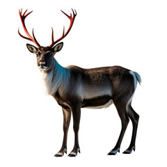 deer isolated on white