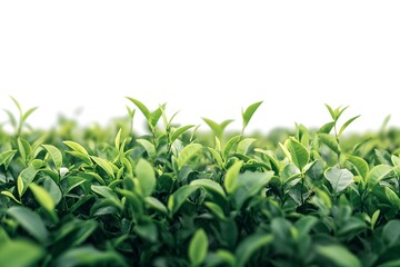 Fototapeta premium Lush green tea leaves field in misty atmosphere, fresh plantation with dense foliage