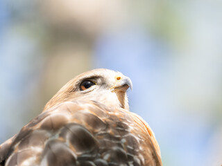 Close Up of the Sunlit Head and Wing of a Red-Shouldered Hawk