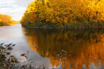 autumn trees on the lake