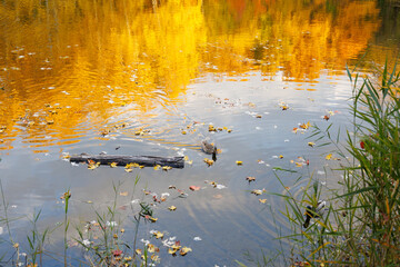 ducks on the lake