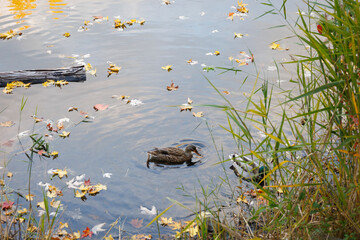 ducks on the lake