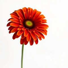 red gerbera flower