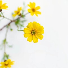yellow flowers on a white